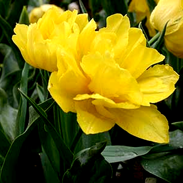 Monte Peony