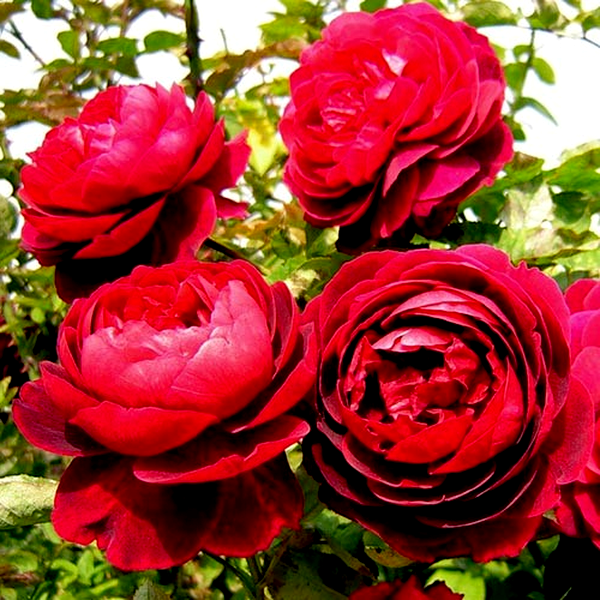 Morsdag Red