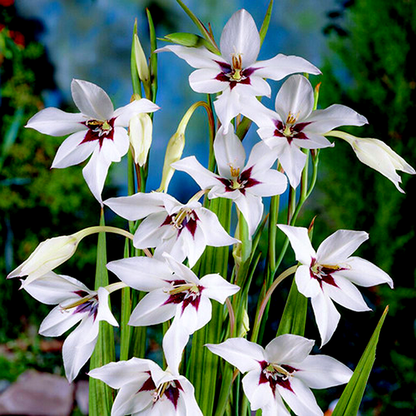 Murielae