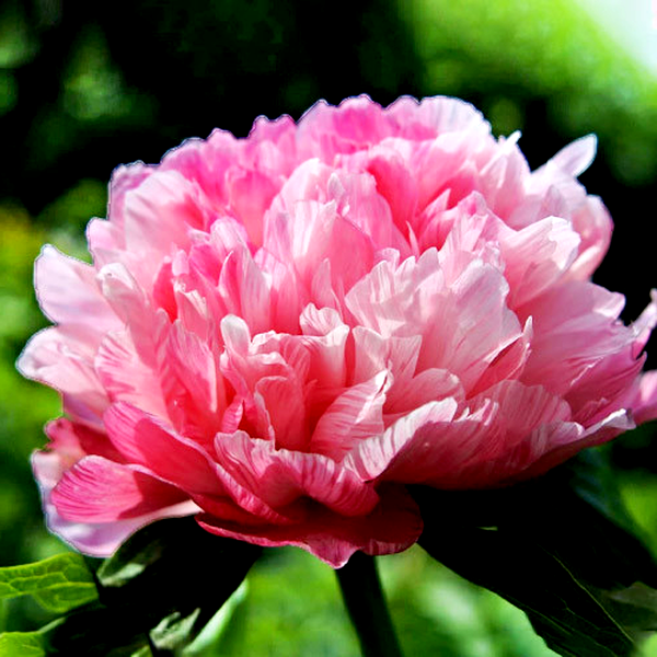Mutabilis Plena