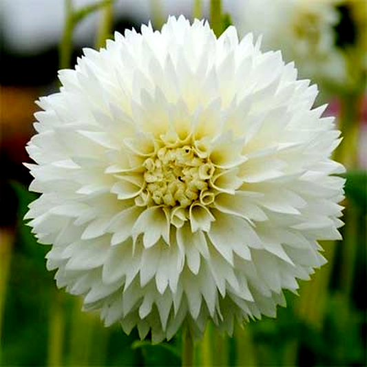 Myama Fubuki