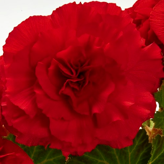Non Stop Dark Red