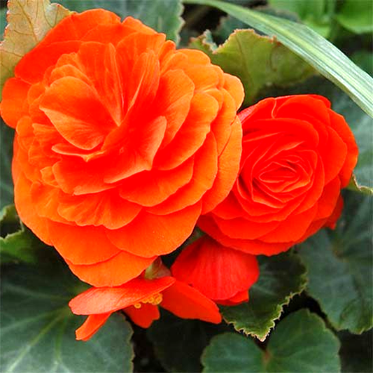 Non Stop Gold Orange