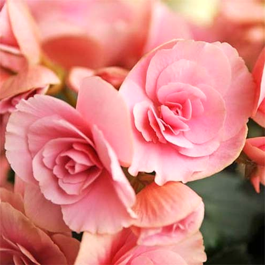 Non Stop Light Pink