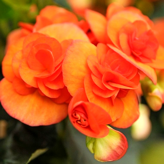 Non Stop Orange