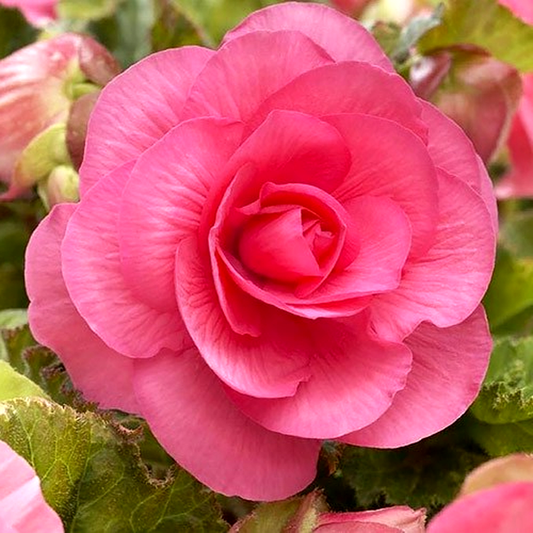 Non Stop Pink