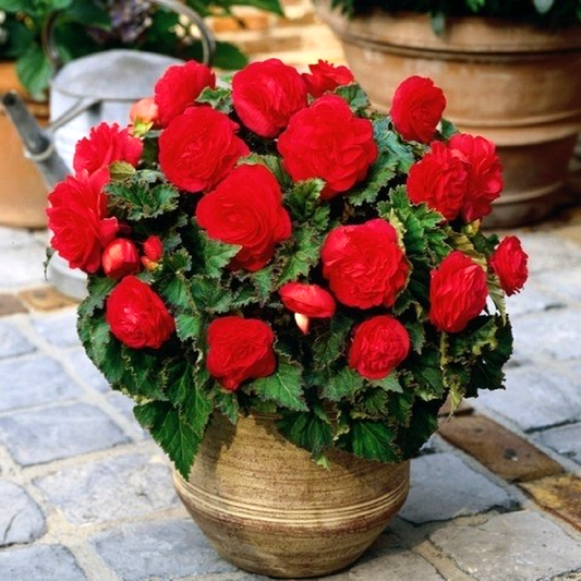 Non Stop Red