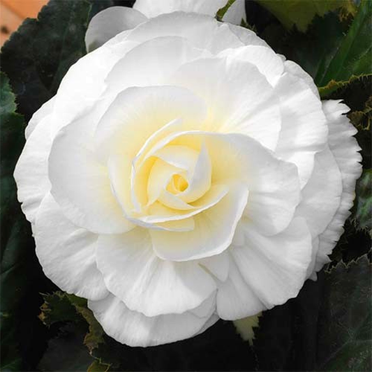 Non Stop White