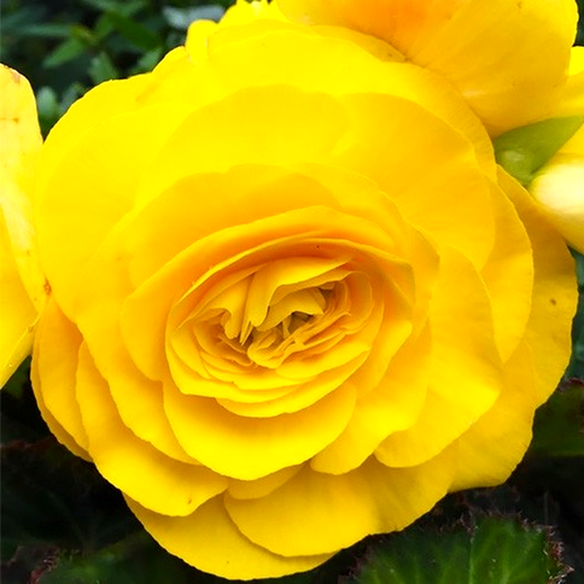 Non Stop Yellow