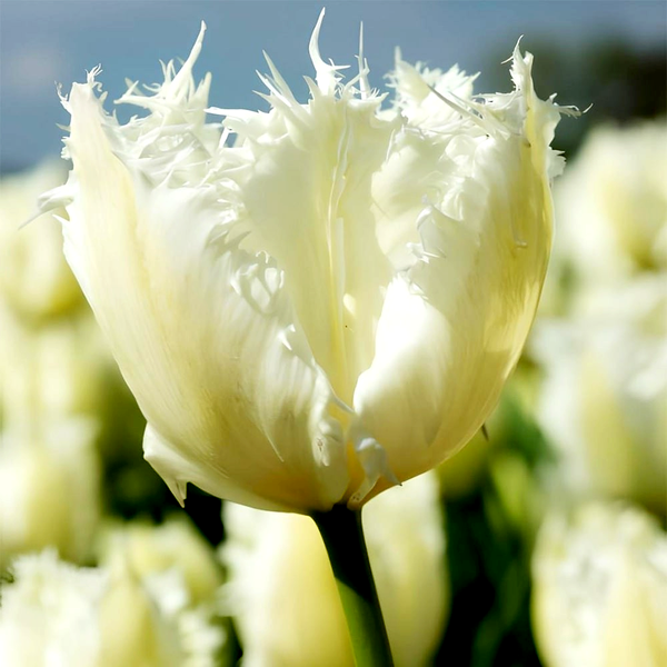 Noordeinde