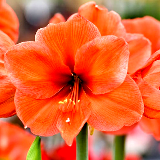 Orange Collor