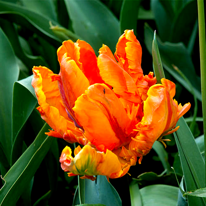 Orange Favourite