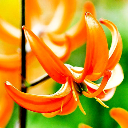 Orange Marmalade