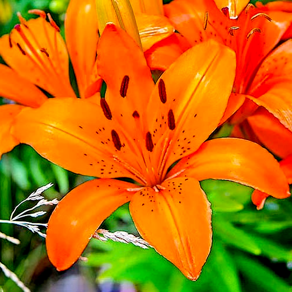 Orange Matrix