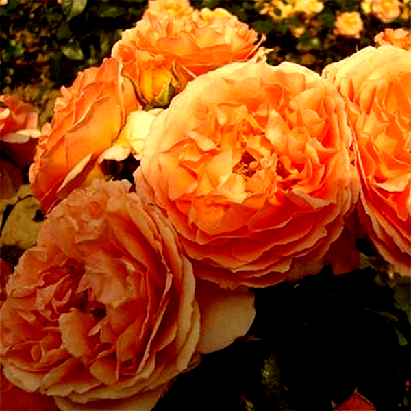 Orange Meilove
