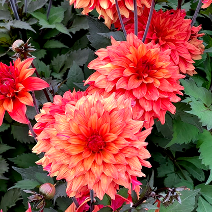 Orange Paradise