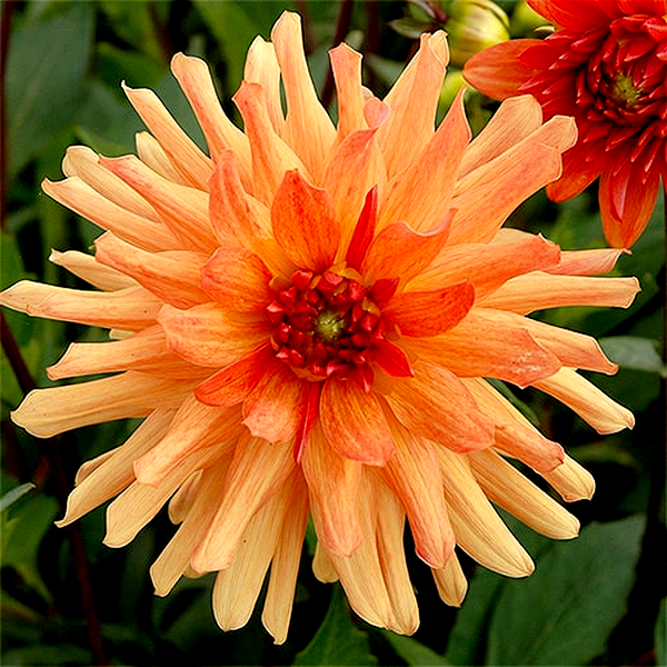Orange Pygmy