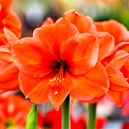 Orange Queen