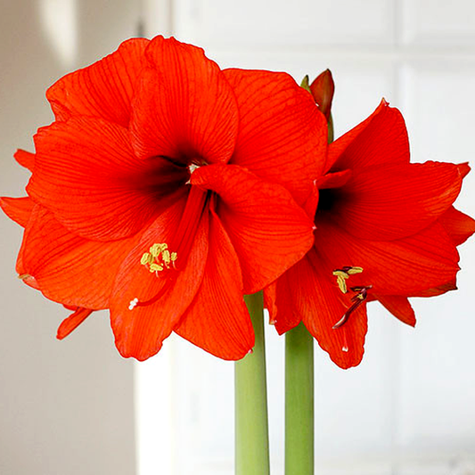Orange Souvereign