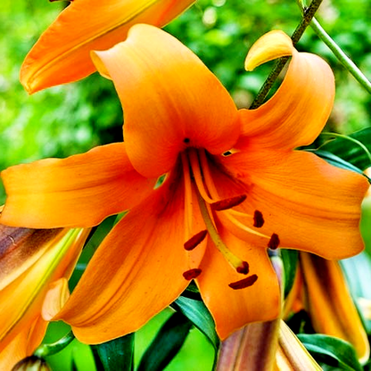 Orange Space