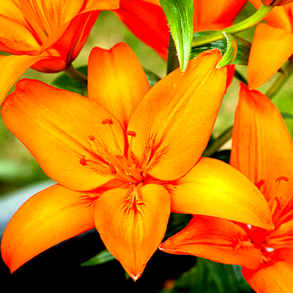 Orange Summer