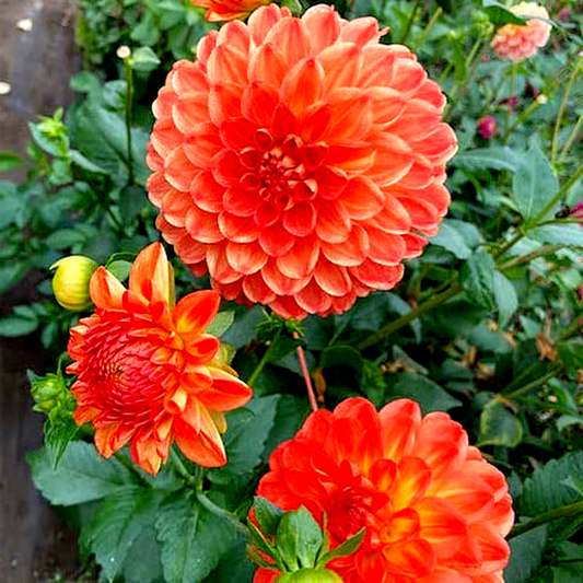 Orange Symphony