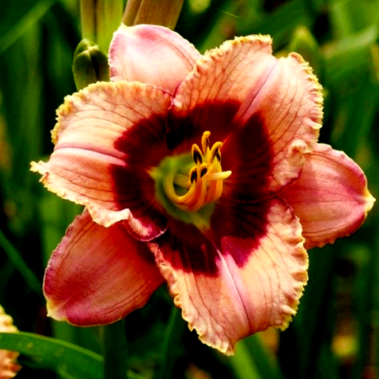 Orchid Candy