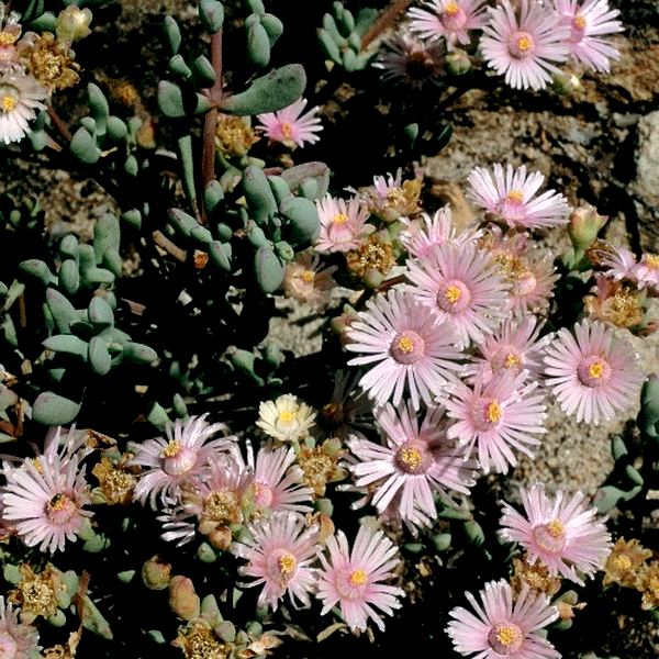Oscularia alba
