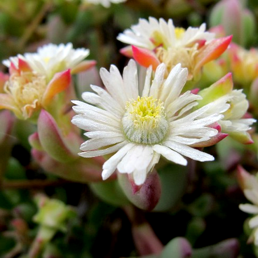 Oscularia comptonii