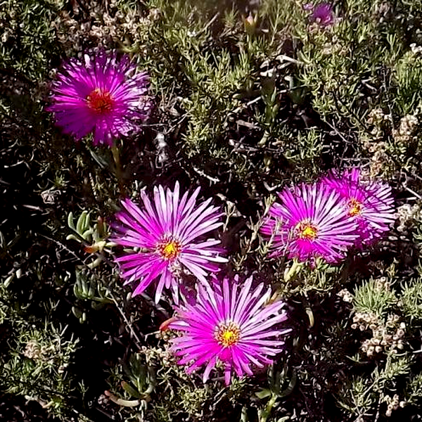 Oscularia excedens