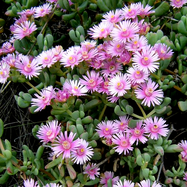 Oscularia lunata