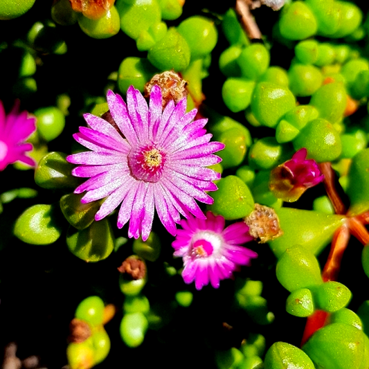 Oscularia prasina