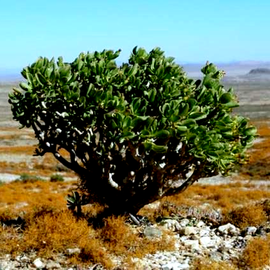 Othonna arbuscula