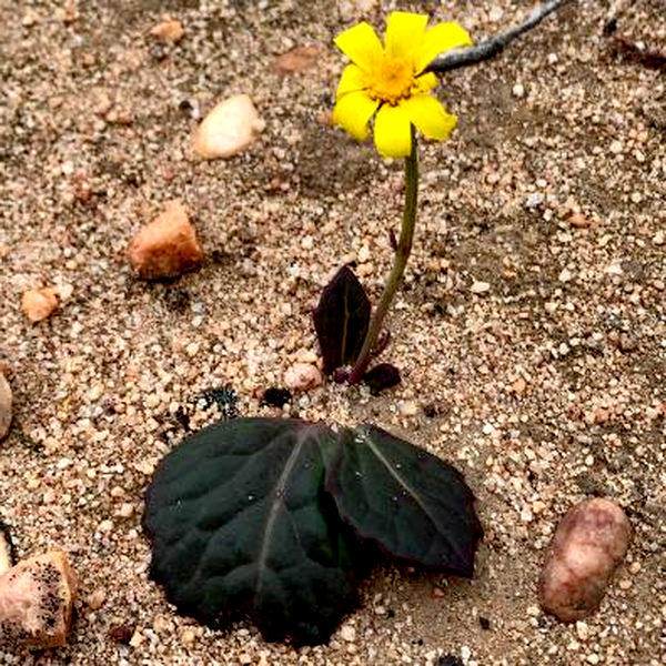 Othonna petiolaris