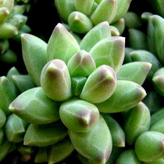 Pachyphytum compactum