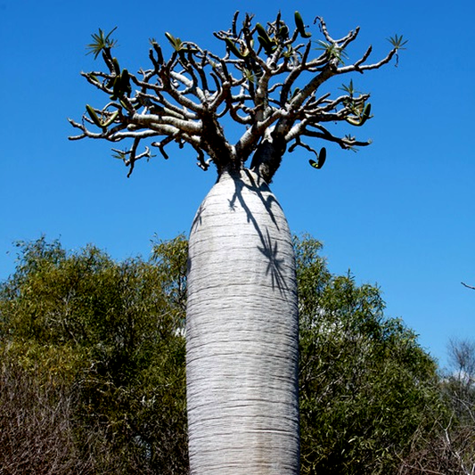 Pachypodium geayi