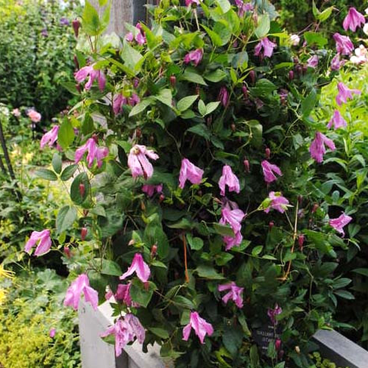 Pangbourne Pink