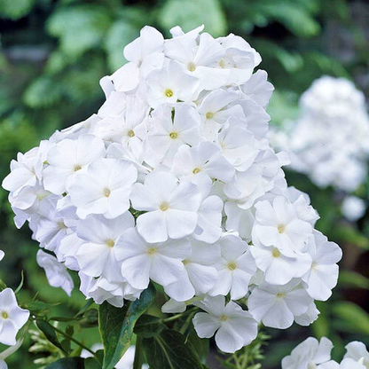 Paniculata White Admiral