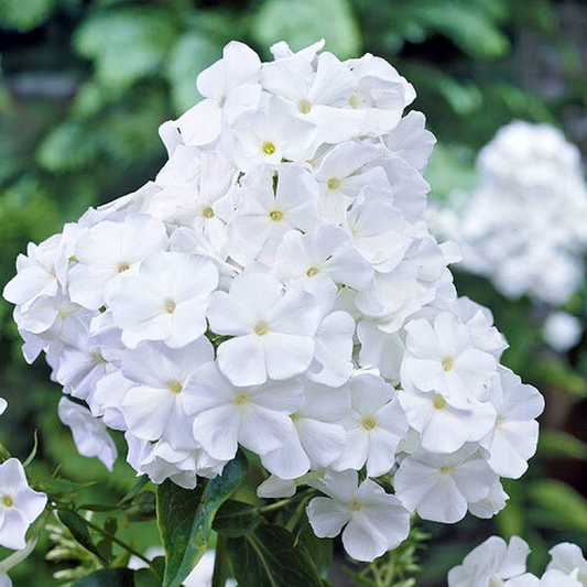 Paniculata White Admiral