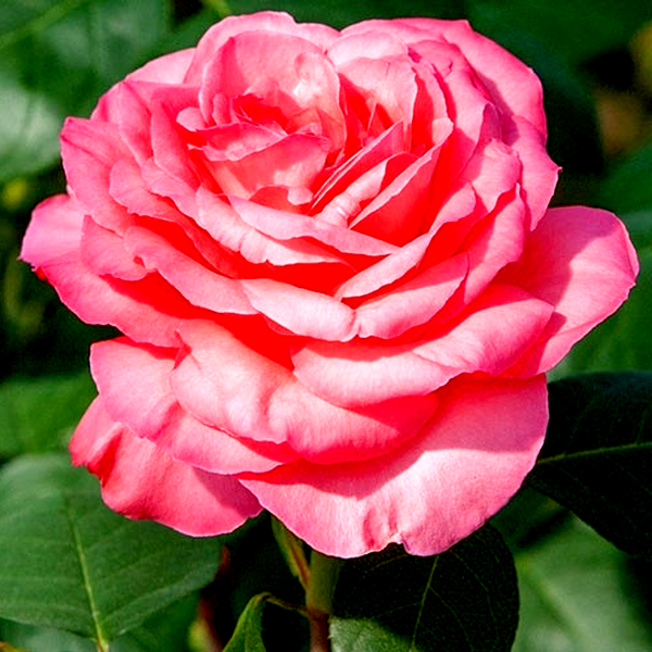 Panthere Rose