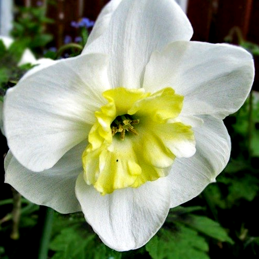 Papillon Blanc