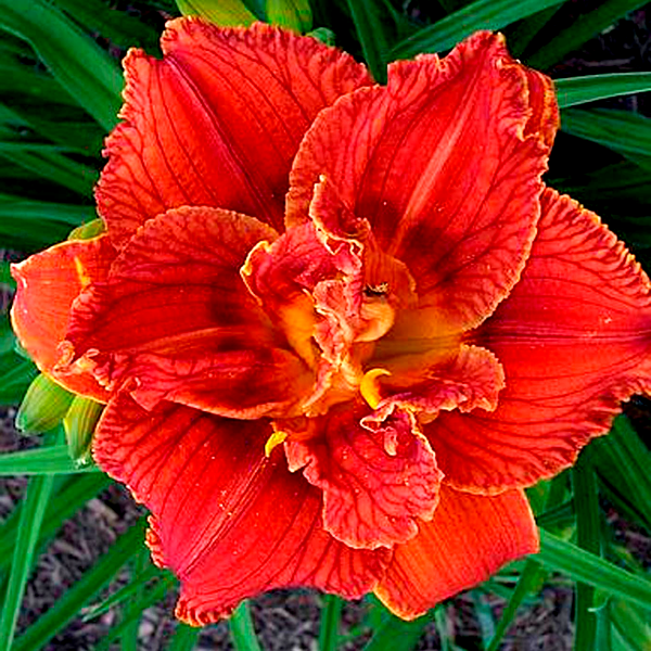 Paprika Flame