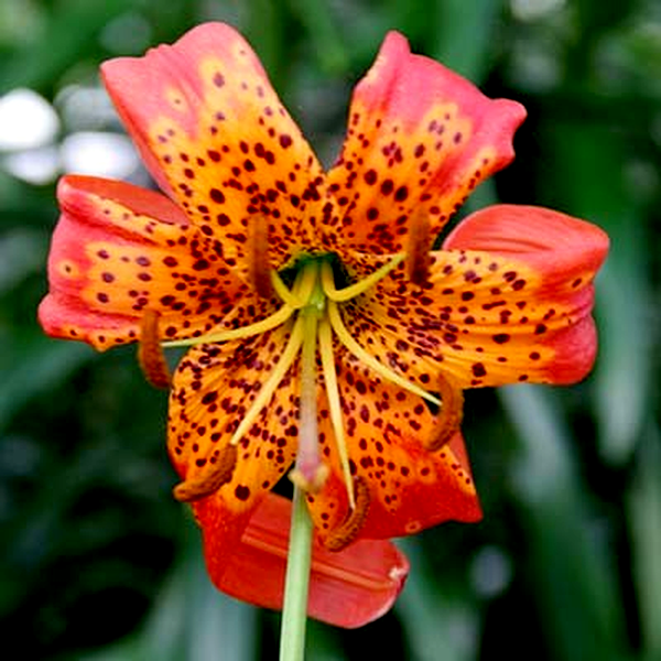Pardalinum