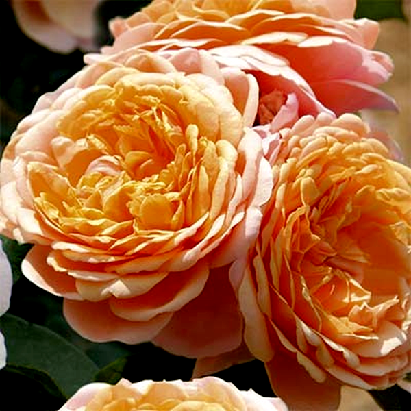 Parfum D'Orleans