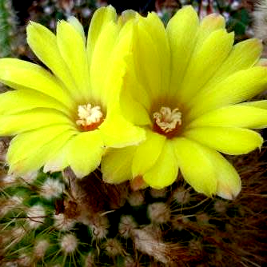 Parodia formosa