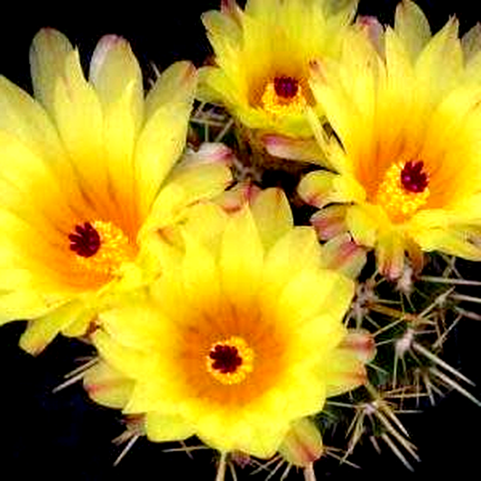 Parodia mammulosa ssp. submammulosa