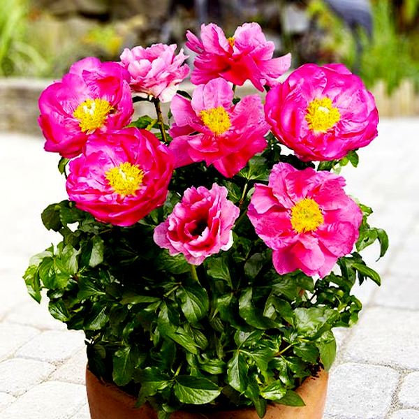 Patio Peony Athens