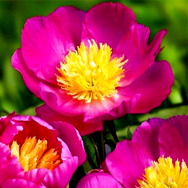 Patio Peony Kiev