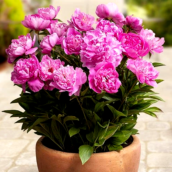 Patio Peony Rome