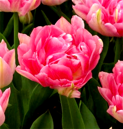 Peach Blossom